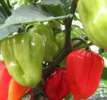 Aji Dulce #2 Pepper Seeds (Capsicum chinense) for productive rows in the tropical kitchen garden beds