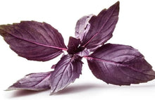 Light Purple Basil Seeds for a fragrant addition to the herb patch