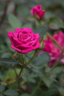 Rose Bonsai Tree Seeds for long-term planting in the Flower DIY Garden Projects