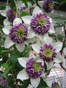 Clematis Clematis Jackmanii Double Purple Seeds for a lasting display in the Vertical Trellis Displays