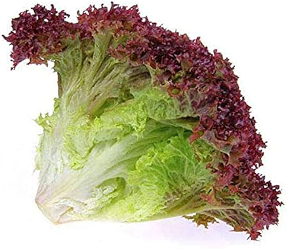 Organic Lollo Römersalat Lettuce seeds, non-GMO