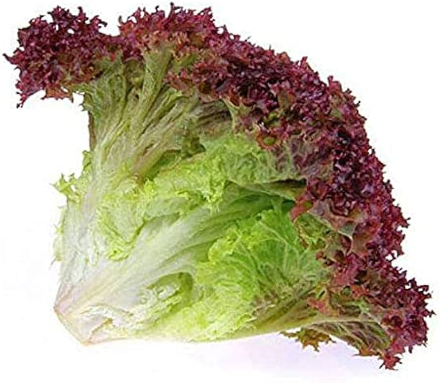 Organic Lollo Römersalat Lettuce seeds, non-GMO