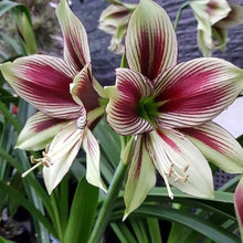 Perfume Lily ��������� Lilium spp. ��������� for planting in potted flower gardens