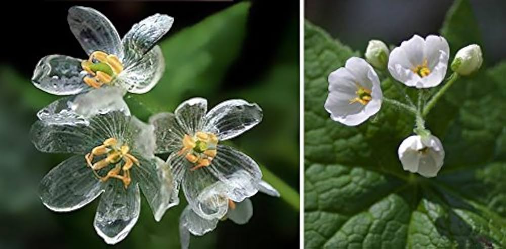 Transparent Rain-Activated Delicate Flower - for planting in home garden