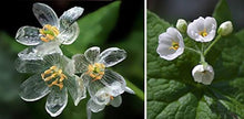 Transparent Rain-Activated Delicate Flower - for planting in home garden