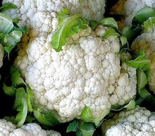Cauliflower Snowball Seeds for a colorful addition to any planting