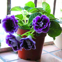 Gloxinia Seeds (Sinningia speciosa) for a bright addition to the Balcony Flowers