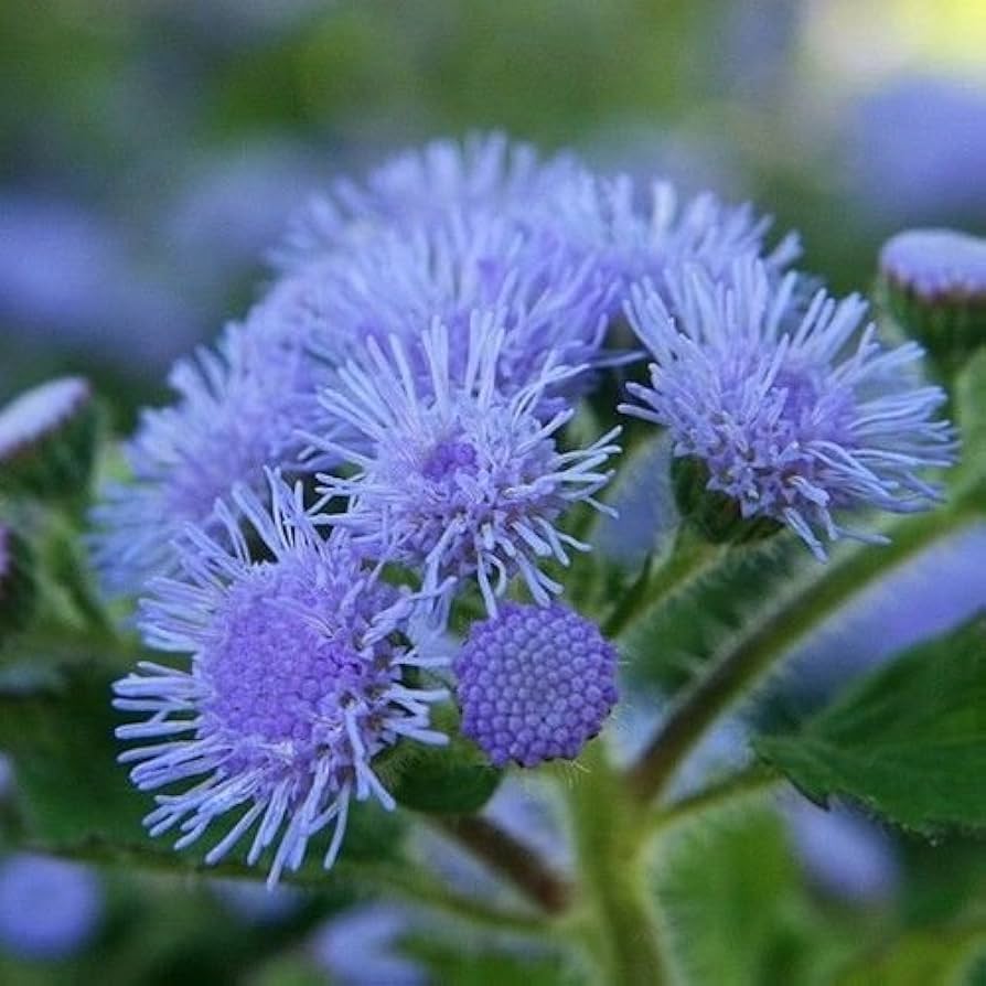 Ageratum mexicanum ��������� Blue ageratum flowers for planting in flower beds