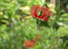 Schizopetalon Walkeri for planting