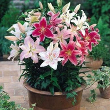 Lily Seeds (Lilium longiflorum) for colorful blooms in the home garden or spring flower beds