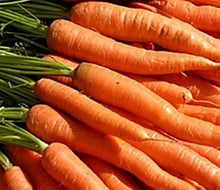 Little Mignolo Carrot Seeds for growers stocking a kitchen garden