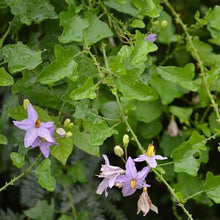 Solanum Trilobatum Cherry Seeds for a homegrown harvest from the Vegetable Patch