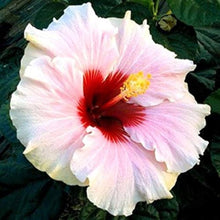 White Rose Hibiscus Seeds (Hibiscus arnottianus) prized for backyard gardening and hedge planting