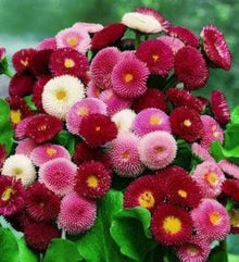 Daisy Lipstick Bellis perennis for planting in flower bed