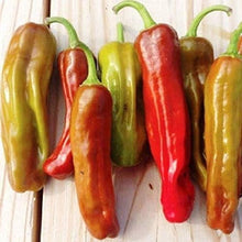 Golden Greek Pepperoncini Seeds (Capsicum annuum) for a bright addition to the home pickling gardens
