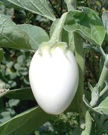 White Eggplant ‘Amburgine’ Seeds (Solanum melongena) for home growers seeking a reliable harvest