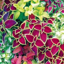 Light Green Rainbow Mix Coleus Seeds for a lasting addition to the Bonsai, Flower Garden