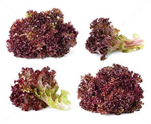 Lettuce Red Salat Seeds for growers stocking the Vegetable Patch, Leafy Greens