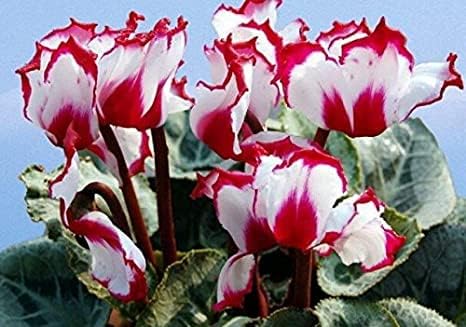 Cyclamen Multicolor Cyclamen Flower - for planting in home garden