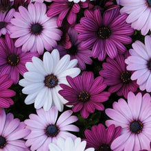 Osteospermum Mixed African Daisy Seeds for gardeners building out beds and borders