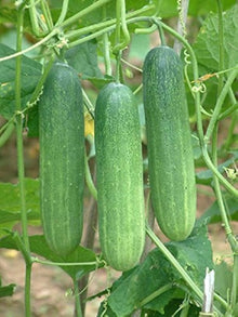 Super Reale F1 Cucumber Seeds for a reliable harvest in the High-Yielding Garden Cucumbers