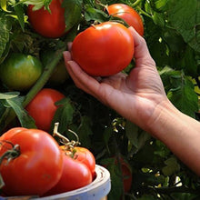 Red BLT F Hybrid Tomato Seeds for growers stocking a kitchen garden