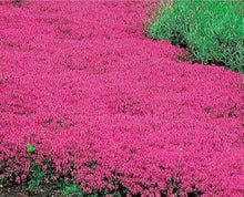 Rock Cress Flower for Planting in Pink Flower Bed Seeds for seasonal color across the Pink Flower Bed