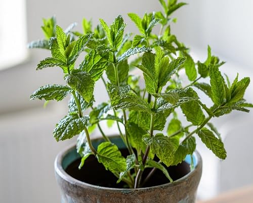 Green Mint Plants for cooks growing their own fresh herbs