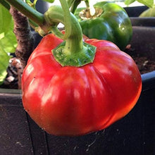 Topepo Rosso Pepper Seeds for growers stocking the Garden Planting