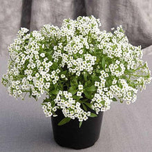 Alyssum Korb Gold Seeds (Aurinia saxatilis) for colorful blooms in the home garden borders and planting