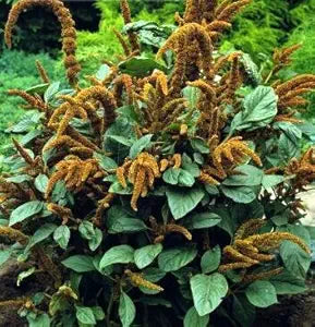 Hot Biscuits Amaranthus cruentus for planting in flower bed