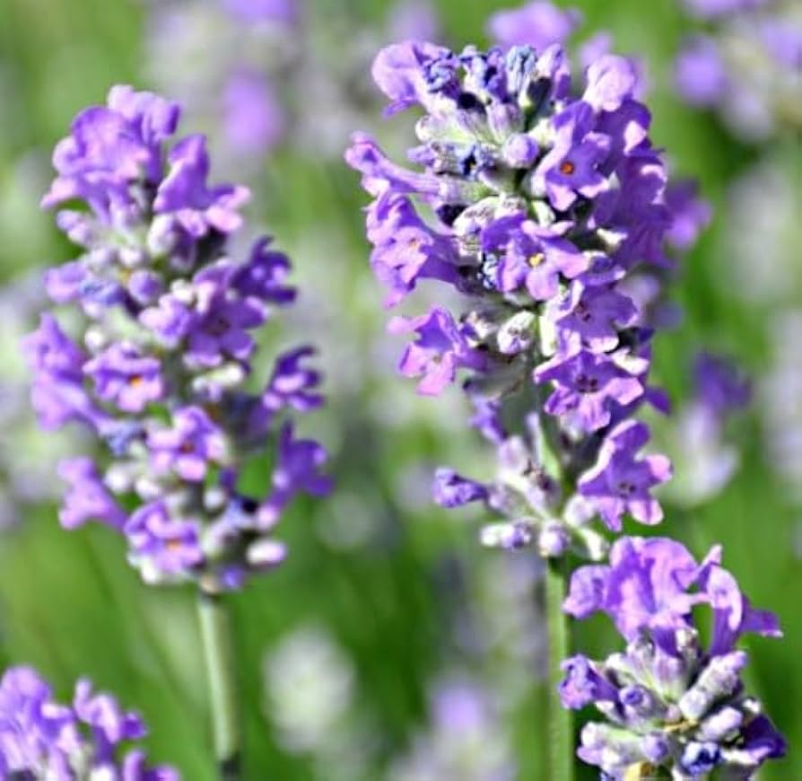 Lavender  Lavandula angustifolia  fragrant herb seed