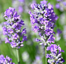 Lavender  Lavandula angustifolia  fragrant herb seed