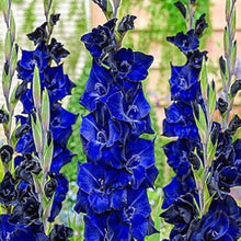Gladiolus Flower for Planting in Blue Garden Seeds for a lasting display in the Blue Garden