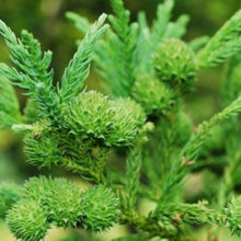 Japanese Cedar Cryptomeria Japonica Seeds for a lasting addition to the landscape