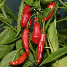 Aji Brazilian Dedo de Moça Pepper Seeds (Capsicum baccatum) known for backyard Growing