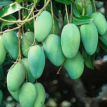Giant Green Mango Seeds for a sweet addition to the home orchard