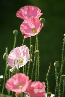 Oriental Poppy Seeds (Papaver orientale) for reliable seasonal color