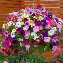 Trailing Petunia Petunia X Hybrida Seeds for seasonal color across the Hanging Baskets & Flower Bed