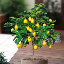 Yellow Lemon Citrus Fruit Seeds