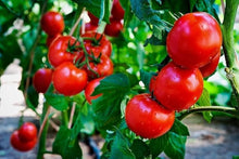 Kyotango Organic Tomato Seeds