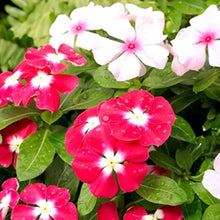 Pink Malve Mix Seeds for colorful blooms in the home garden flower bed