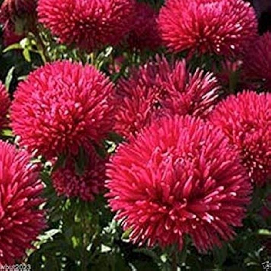 Aster Gremlin Red (Callistephus chinensis) for planting in flower beds