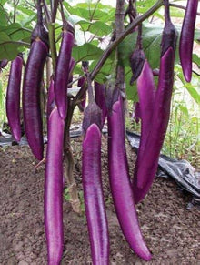 Eggplant Seeds (Solanum melongena) for growers stocking the Hangzhou Red Long Variety in Home Garden