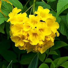 Chilean Bellflower Seeds (Nolana paradoxa) for a bright addition to the trellis and patio gardens