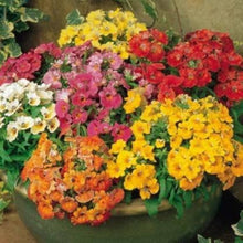 Carnival Coconut Seeds for growers seeking a long-blooming display