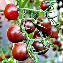 Honkin' Big Black Seeds (Cherry tomato) valued by growers for bold sweet bites