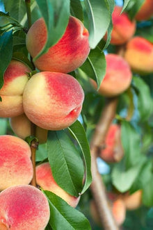 Peach Seeds (Prunus persica) for growers planting the flower bed vegetable patch