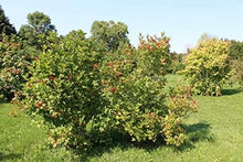 Cranberry Seeds for a lasting display in the vegetable patch