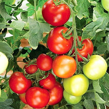 Heirloom Marglobe Tomato Seeds known for high Yields & Moisture/Disease/Crack Resistance
